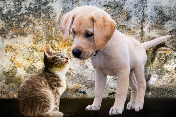 Chien et chat