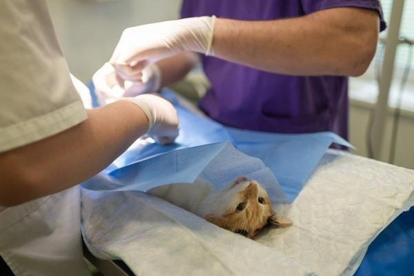 Photo de la stérilisation d'un chat