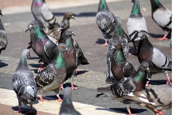 Photos d'un groupe de pigeons