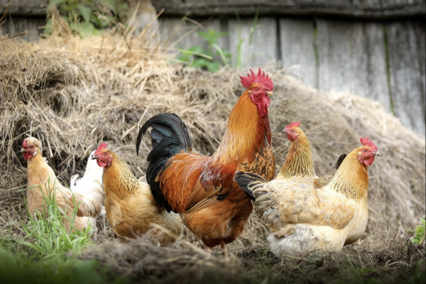 Photo d'un coq et de poules dans un poulailler